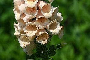 2025-06138979 Tower Hill Botanic Garden, MA